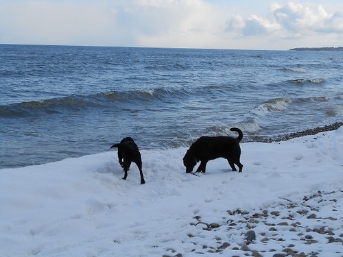 Nemo på stranden